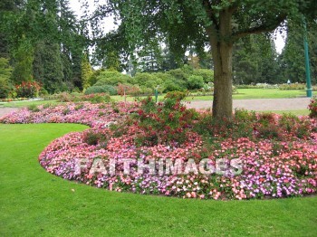 flower, flowering, bloom, blossom, blossoming, bud, cluster, creation, Create, background, Backgrounds, Admire, Adore, Sing, Beautiful, Present, Presentation, Worship, gardens, Vancouver, Canada, plant, flowers, blooms, blossoms, buds