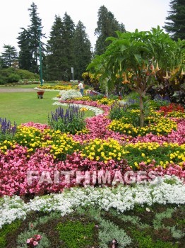 flower, flowering, bloom, blossom, blossoming, bud, cluster, creation, Create, background, Backgrounds, Admire, Adore, Sing, Beautiful, Present, Presentation, Worship, gardens, Vancouver, Canada, plant, flowers, blooms, blossoms, buds