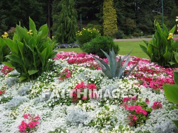 flower, flowering, bloom, blossom, blossoming, bud, cluster, creation, Create, background, Backgrounds, Admire, Adore, Sing, Beautiful, Present, Presentation, Worship, gardens, Vancouver, Canada, plant, flowers, blooms, blossoms, buds