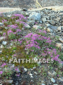 flower, flowering, bloom, blossom, blossoming, bud, cluster, creation, Create, background, Backgrounds, Admire, Adore, Revere, Reverence, Sanctify, Sing, Beautiful, Present, Presentation, Worship, plant, flowers, blooms, blossoms, buds