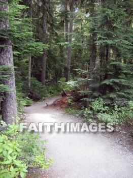 forest, tree, thicket, timber, timberland, wood, woodland, pine, evergreen, Create, background, Backgrounds, Admire, Adore, Adulate, Celebrate, Exalt, Extol, Glorify, Love, Magnify, Praise, Pray, Respect, Revere, Reverence