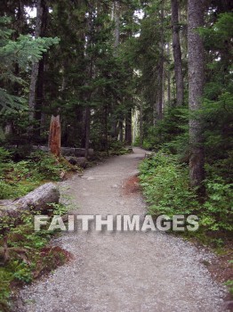 forest, tree, thicket, timber, timberland, wood, woodland, pine, evergreen, Create, background, Backgrounds, Admire, Adore, Adulate, Celebrate, Exalt, Extol, Glorify, Love, Magnify, Praise, Pray, Respect, Revere, Reverence