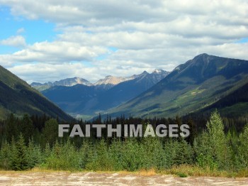 forest, tree, thicket, timber, timberland, wood, woodland, pine, evergreen, Create, background, Backgrounds, Admire, Adore, Adulate, Celebrate, Exalt, Extol, Glorify, Love, Magnify, Praise, Pray, Respect, Revere, Reverence