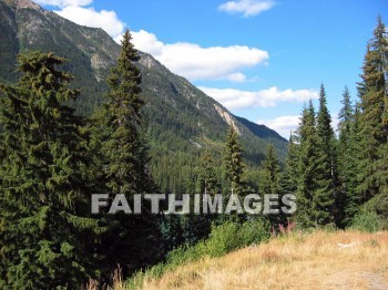 forest, tree, thicket, timber, timberland, wood, woodland, pine, evergreen, Create, background, Backgrounds, Admire, Adore, Adulate, Celebrate, Exalt, Extol, Glorify, Love, Magnify, Praise, Pray, Respect, Revere, Reverence