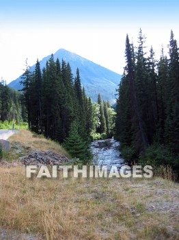 forest, tree, thicket, timber, timberland, wood, woodland, pine, evergreen, Create, background, Backgrounds, Admire, Adore, Adulate, Celebrate, Exalt, Extol, Glorify, Love, Magnify, Praise, Pray, Respect, Revere, Reverence