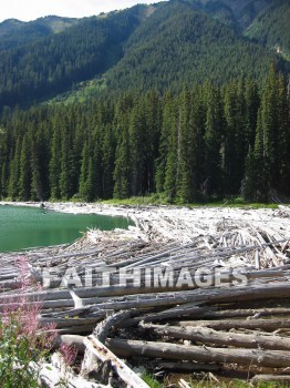 forest, tree, thicket, timber, timberland, wood, woodland, pine, evergreen, Create, background, Backgrounds, Admire, Adore, Adulate, Celebrate, Exalt, Extol, Glorify, Love, Magnify, Praise, Pray, Respect, Revere, Reverence