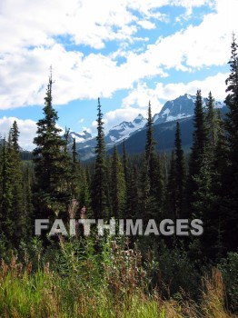 forest, tree, thicket, timber, timberland, wood, woodland, pine, evergreen, Create, background, Backgrounds, Admire, Adore, Adulate, Celebrate, Exalt, Extol, Glorify, Love, Magnify, Praise, Pray, Respect, Revere, Reverence