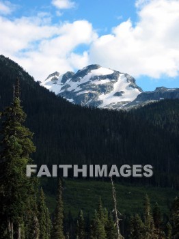 forest, tree, thicket, timber, timberland, wood, woodland, pine, evergreen, Create, background, Backgrounds, Admire, Adore, Adulate, Celebrate, Exalt, Extol, Glorify, Love, Magnify, Praise, Pray, Respect, Revere, Reverence