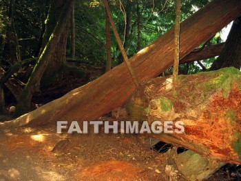 forest, tree, thicket, timber, timberland, wood, woodland, pine, evergreen, Create, background, Backgrounds, Admire, Adore, Adulate, Celebrate, Exalt, Extol, Glorify, Love, Magnify, Praise, Pray, Respect, Revere, Reverence