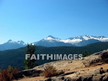 forest, tree, thicket, timber, timberland, wood, woodland, pine, evergreen, Create, background, Backgrounds, Admire, Adore, Adulate, Celebrate, Exalt, Extol, Glorify, Love, Magnify, Praise, Pray, Respect, Revere, Reverence