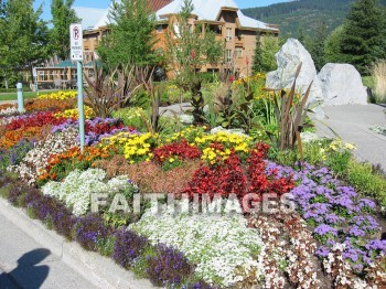 flower, flowering, bloom, blossom, blossoming, bud, cluster, creation, Setting, Create, background, Backgrounds, Admire, Adore, Revere, Reverence, Sanctify, Sing, Beautiful, Present, Presentation, Worship, Whistler, British, Columbia, Canada