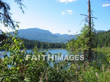 forest, tree, thicket, timber, timberland, wood, woodland, pine, evergreen, Create, background, Backgrounds, Admire, Adore, Adulate, Celebrate, Exalt, Extol, Glorify, Love, Magnify, Praise, Pray, Respect, Revere, Reverence