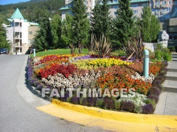 flower, flowering, bloom, blossom, blossoming, bud, cluster, creation, development, Setting, Create, background, Backgrounds, Admire, Adore, Revere, Reverence, Sanctify, Sing, Beautiful, Present, Presentation, Worship, Whistler, British, Columbia