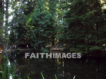 forest, tree, thicket, timber, timberland, wood, woodland, pine, evergreen, sky, cloud, inland, water, lake, basin, creek, lagoon, lakelet, loch, Pond, pool, reservoir, spring, stream, river, branch