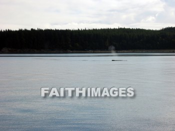 shoreline, bank, coast, oceanfront, sea, front, seaboard, seashore, seaside, shore, waterfront, beach, coastland, whale, alaska, Banks, coasts, seas, fronts, seaboards, seashores, shores, waterfronts, beaches, whales