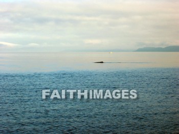 shoreline, bank, coast, oceanfront, sea, front, seaboard, seashore, seaside, shore, waterfront, beach, coastland, whale, alaska, Banks, coasts, seas, fronts, seaboards, seashores, shores, waterfronts, beaches, whales