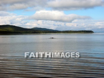 shoreline, bank, coast, oceanfront, sea, front, seaboard, seashore, seaside, shore, waterfront, beach, coastland, whale, alaska, Banks, coasts, seas, fronts, seaboards, seashores, shores, waterfronts, beaches, whales