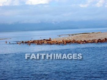 shoreline, bank, coast, oceanfront, sea, front, seaboard, seashore, seaside, shore, waterfront, beach, coastland, seal, Lion, Banks, coasts, seas, fronts, seaboards, seashores, shores, waterfronts, beaches, seals, Lions