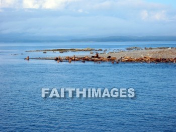 shoreline, bank, coast, oceanfront, sea, front, seaboard, seashore, seaside, shore, waterfront, beach, coastland, seal, Lion, Banks, coasts, seas, fronts, seaboards, seashores, shores, waterfronts, beaches, seals, Lions