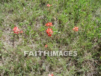 flower, flowering, bloom, blossom, blossoming, bud, cluster, creation, Create, background, Backgrounds, Admire, Adore, Revere, Reverence, Sanctify, Sing, Beautiful, Present, Presentation, Worship, plant, flowers, blooms, blossoms, buds