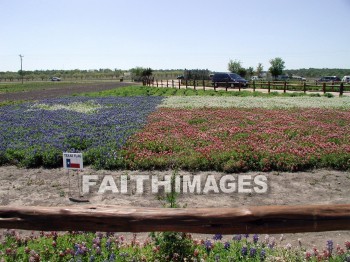 flower, flowering, bloom, blossom, blossoming, bud, cluster, creation, Create, background, Backgrounds, Admire, Adore, Revere, Reverence, Sanctify, Sing, Beautiful, Present, Presentation, Worship, Texas, plant, flowers, blooms, blossoms