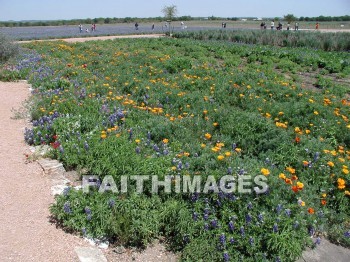 flower, flowering, bloom, blossom, blossoming, bud, cluster, creation, Create, background, Backgrounds, Admire, Adore, Revere, Reverence, Sanctify, Sing, Beautiful, Present, Presentation, Worship, plant, flowers, blooms, blossoms, buds