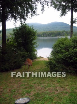 mountain, hill, alp, bluff, cliff, crag, dome, drift, elevation, height, mound, mount, peak, pike, range, ridge, forest, tree, thicket, timber, timberland, wood, woodland, pine, evergreen, sky