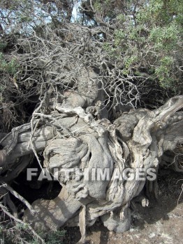 root, tree, mountain, roots, trees, mountains