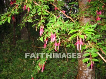 flower, world, Puerto, Montt, Chile, plant, flowers, worlds, plants