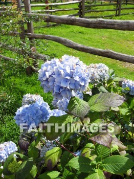 flower, flowering, bloom, blossom, blossoming, bud, cluster, creation, Setting, Create, background, Backgrounds, Admire, Adore, Revere, Reverence, Sanctify, Sing, Beautiful, Present, Presentation, Worship, plant, flowers, blooms, blossoms