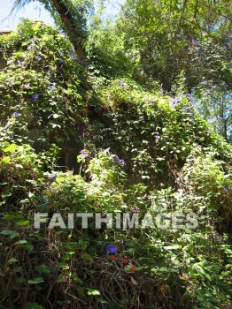 flower, flowering, bloom, blossom, blossoming, bud, cluster, creation, background, Backgrounds, Admire, Adore, Revere, Reverence, Sanctify, Sing, Beautiful, Present, Presentation, Worship, Chile, plant, flowers, blooms, blossoms, buds