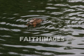 duck, wildfowl, animal, creation, nature, water, lake, swimming, ducks, animals, creations, natures, waters, lakes