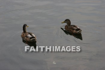 duck, wildfowl, animal, creation, nature, water, lake, swimming, ducks, animals, creations, natures, waters, lakes