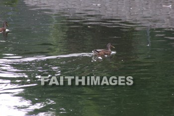 duck, wildfowl, animal, creation, nature, water, lake, swimming, ducks, animals, creations, natures, waters, lakes