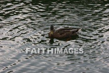 duck, wildfowl, animal, creation, nature, water, lake, swimming, ducks, animals, creations, natures, waters, lakes