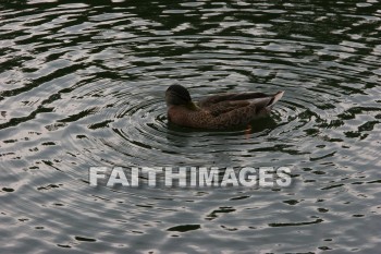 duck, wildfowl, animal, creation, nature, water, lake, swimming, ducks, animals, creations, natures, waters, lakes