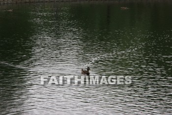 duck, wildfowl, animal, creation, nature, water, lake, swimming, ducks, animals, creations, natures, waters, lakes