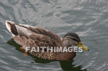 duck, wildfowl, animal, creation, nature, water, lake, swimming, ducks, animals, creations, natures, waters, lakes