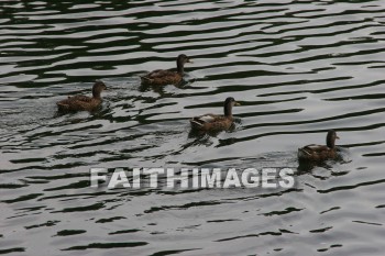 duck, wildfowl, animal, creation, nature, water, lake, swimming, ducks, animals, creations, natures, waters, lakes