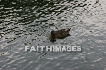 duck, wildfowl, animal, creation, nature, water, lake, swimming, ducks, animals, creations, natures, waters, lakes