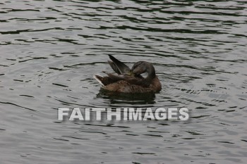 duck, wildfowl, animal, creation, nature, water, lake, swimming, ducks, animals, creations, natures, waters, lakes