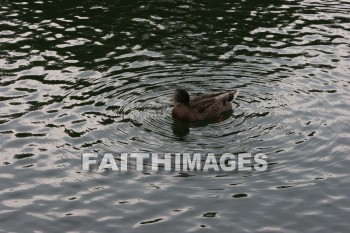 duck, wildfowl, animal, creation, nature, water, lake, swimming, ducks, animals, creations, natures, waters, lakes