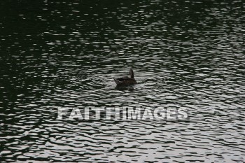 duck, wildfowl, animal, creation, nature, water, lake, swimming, ducks, animals, creations, natures, waters, lakes