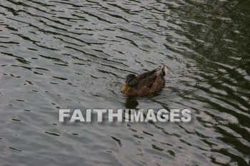 duck, wildfowl, animal, creation, nature, water, lake, swimming, ducks, animals, creations, natures, waters, lakes