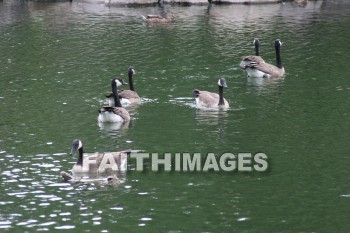 goose, wildfowl, animal, creation, nature, water, lake, swimming, geese, animals, creations, natures, waters, lakes