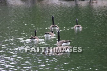 goose, wildfowl, animal, creation, nature, water, lake, swimming, geese, animals, creations, natures, waters, lakes