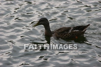 duck, wildfowl, animal, creation, nature, water, lake, swimming, ducks, animals, creations, natures, waters, lakes