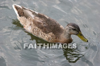 duck, wildfowl, animal, creation, nature, water, lake, swimming, ducks, animals, creations, natures, waters, lakes