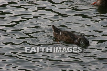 duck, wildfowl, animal, creation, nature, water, lake, swimming, ducks, animals, creations, natures, waters, lakes