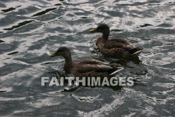 duck, wildfowl, animal, creation, nature, water, lake, swimming, ducks, animals, creations, natures, waters, lakes